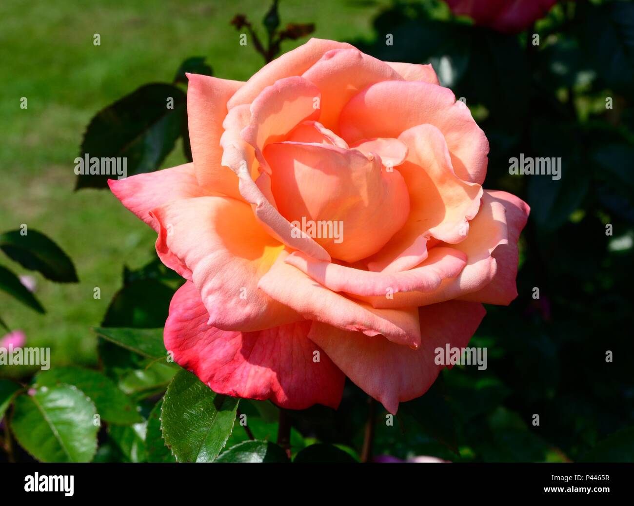 Rosa Troika rose einzelne Blume Stockfoto