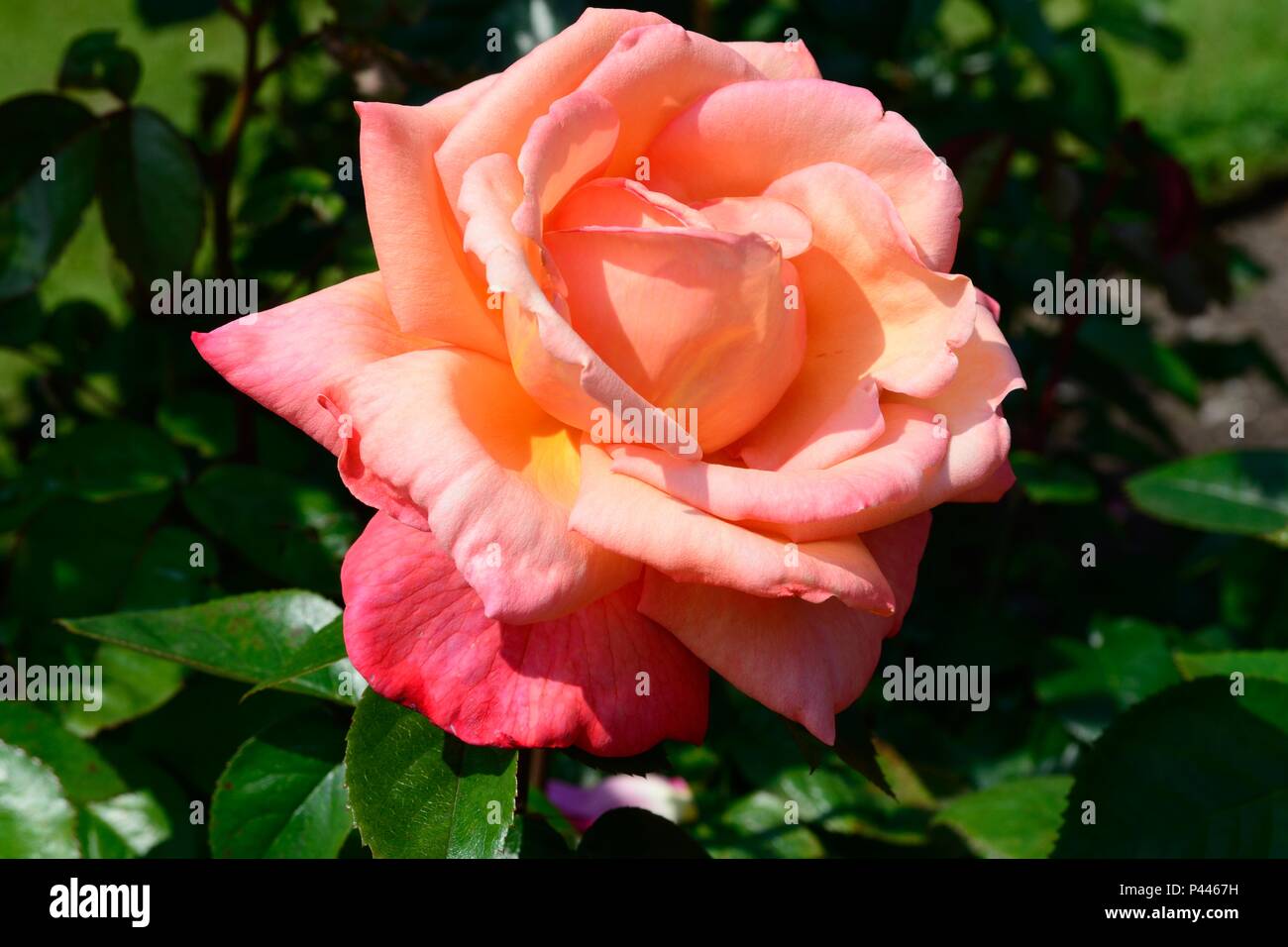 Rosa Troika rose einzelne Blume Stockfoto