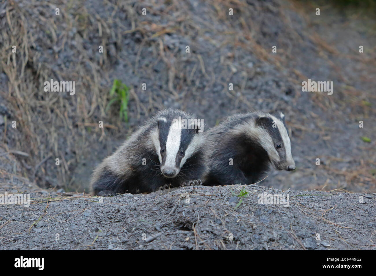 Zwei Badger Jungen am Ihre sett im Wald von Dean Stockfoto
