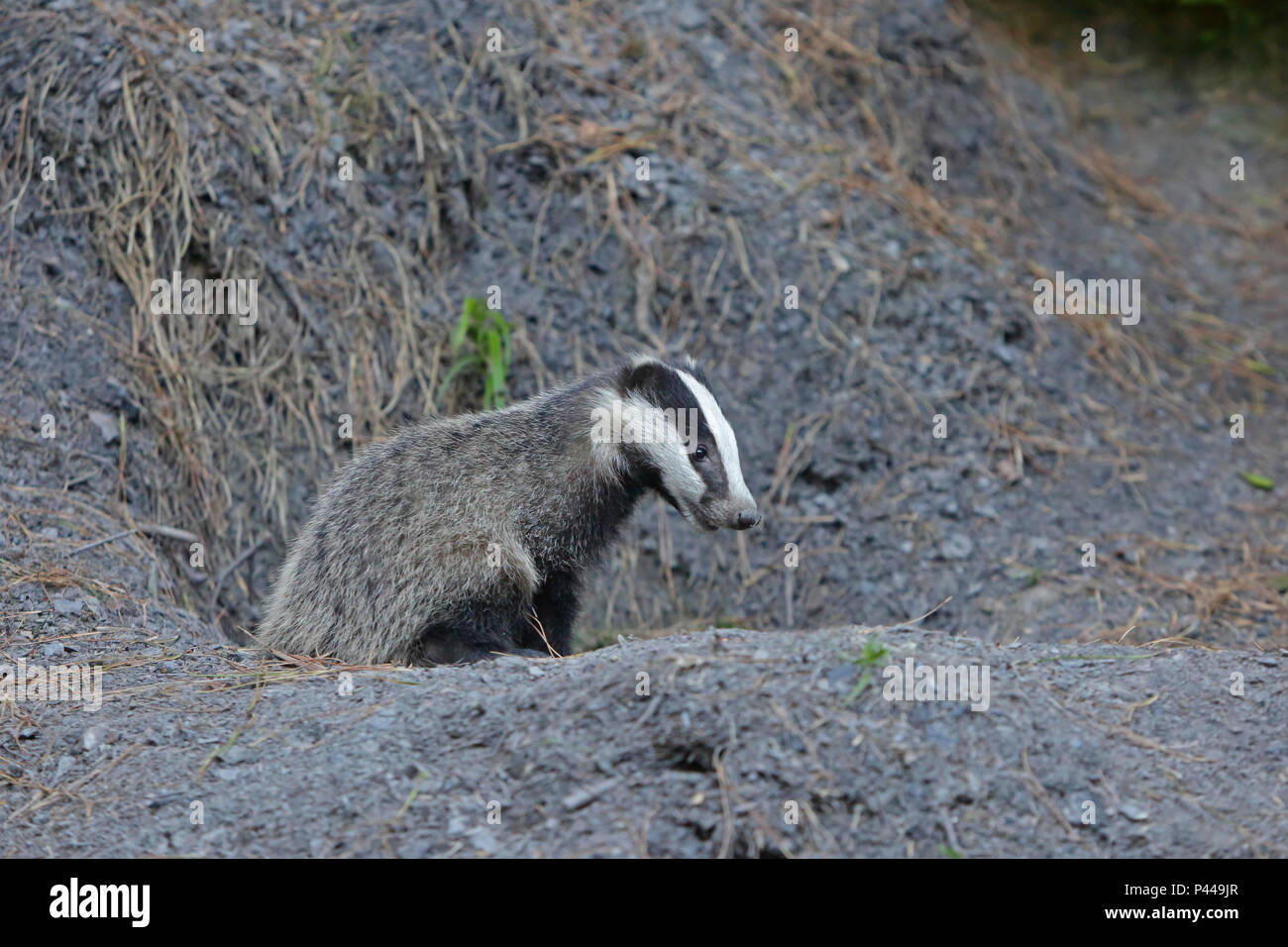 Badger cub im Wald von Dean auf seiner Sett Stockfoto
