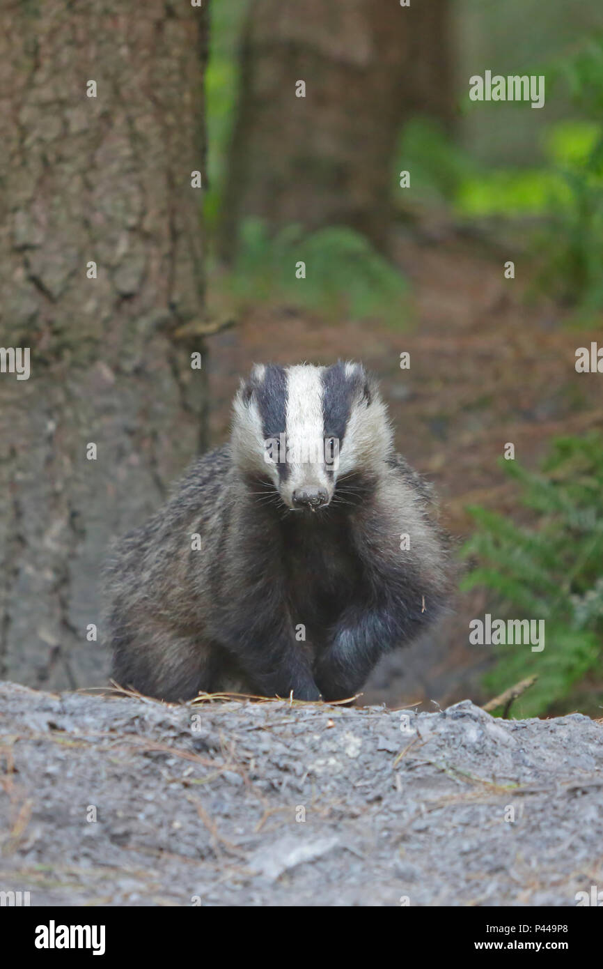 Nach Dachs im Wald von Dean Stockfoto