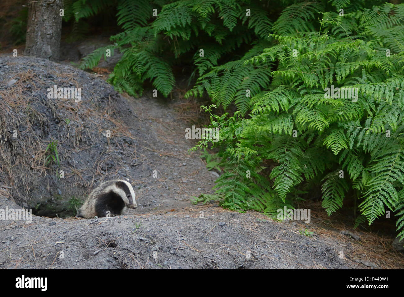 Badger cub im Wald von Dean auf seiner Sett Stockfoto