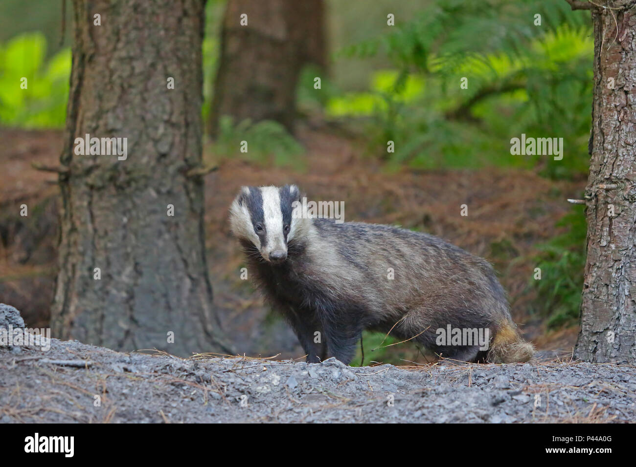Nach Dachs im Wald von Dean Stockfoto