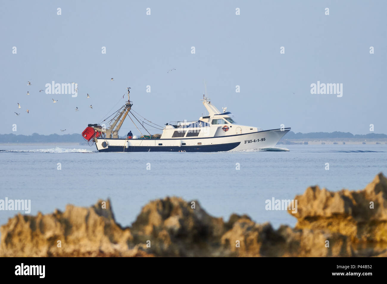 Fischtrawler "Juan Lloret", gefolgt von einem Schwarm Möwen nähern Hafen La Savina in Ses Salines Naturpark (Formentera, Balearen, Spanien) Stockfoto