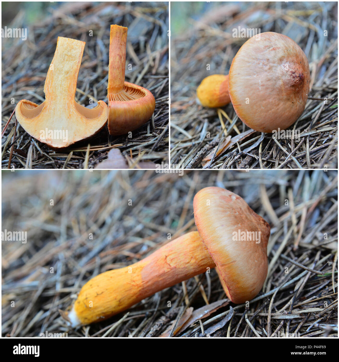 Croogomphus rutilus Pilz, Collage aus verschiedenen Aufnahmen Stockfoto