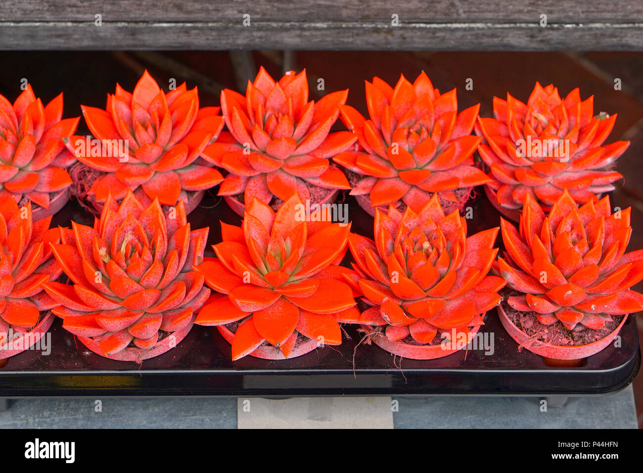 Kleine Kakteen in neon orange Farbe lackiert Stockfoto