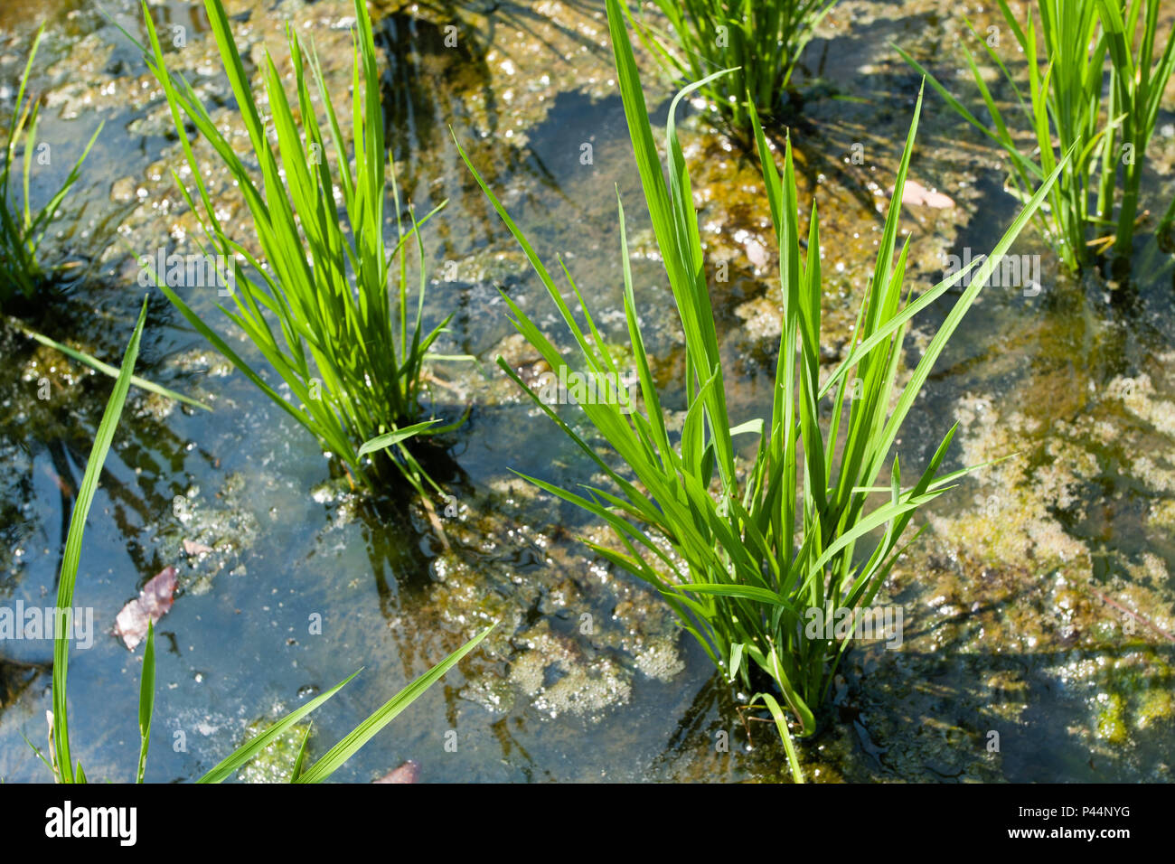 Cultivo de arroz orgÃ¢ Nico em Campo alagado. HUALIEN, TAIWAN - 28/08/2009. Foto: André M. Chang/Fotoarena Stockfoto