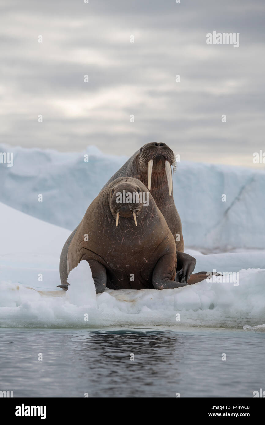 Norwegen, Spitzbergen, Nordaustlandet, Austfonna. Walross (Odobenus rosmarus) mit Austfonna Eiskappe in der Ferne. Stockfoto