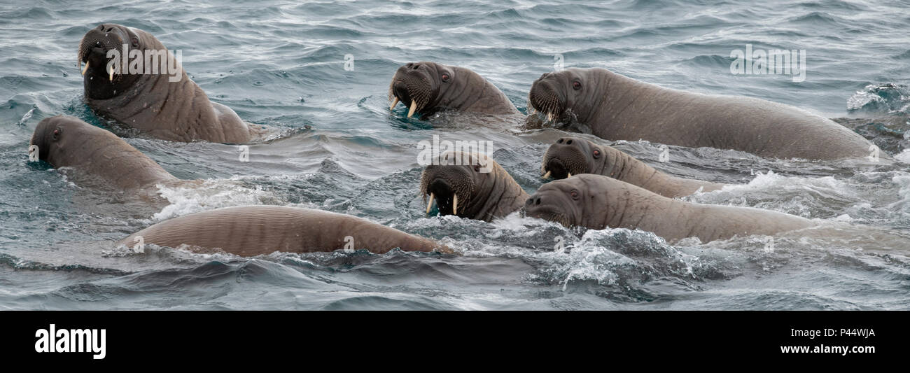 Norwegen, Spitzbergen, Nordaustlandet, Austfonna. Walross (Odobenus rosmarus) schwimmen. Stockfoto