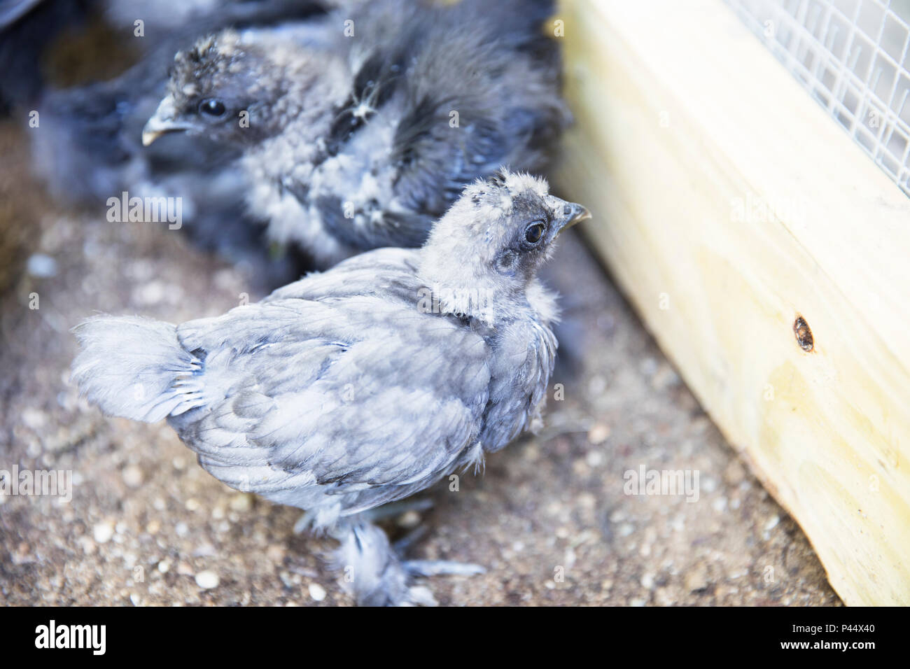Silkie Küken in Pen. Stockfoto