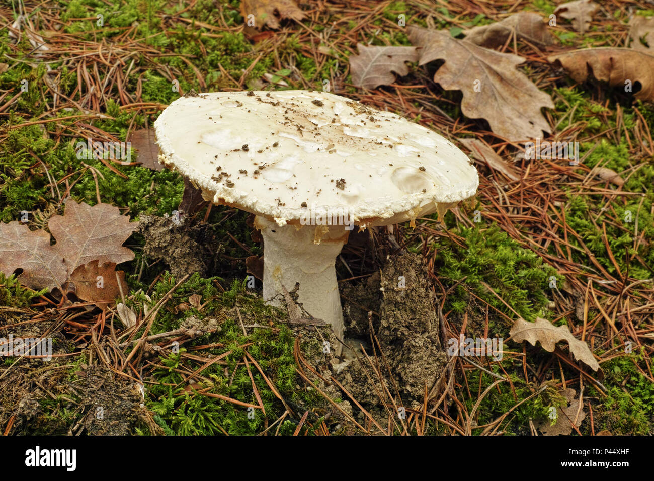 Reif Muster der Europäischen weiße ei Pilz Stockfoto