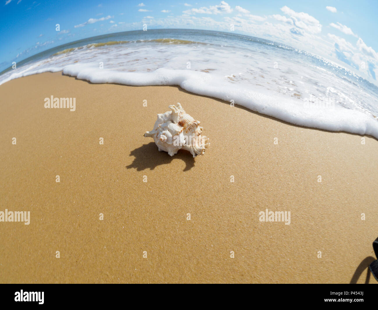 Shell auf Suffolk Strand mit einem Fish Eye Objektiv, runde Horizont Stockfoto