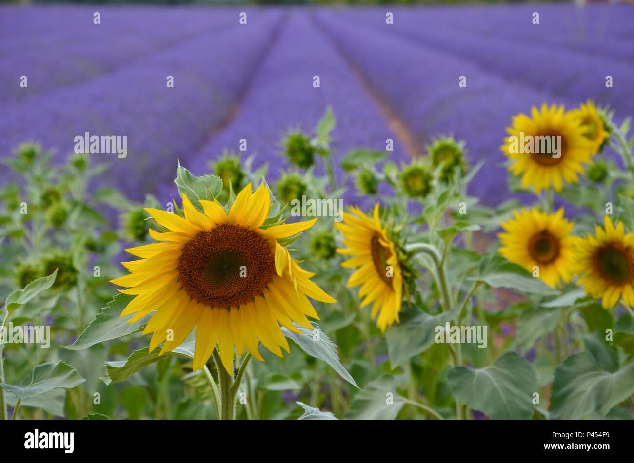 Sonnenblumen Vor Einem Bluhenden Lila Lavendelfeld In Der Provence