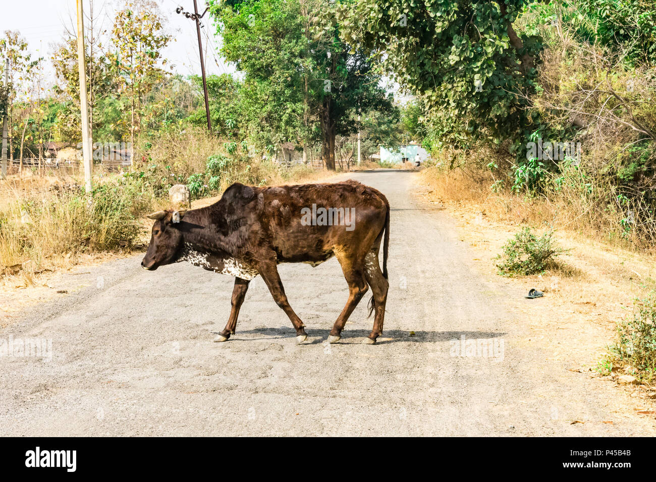 In der Nähe von Bull Überfahrt zu einem ländlichen Dorf Straße in sonniger Tag. Stockfoto