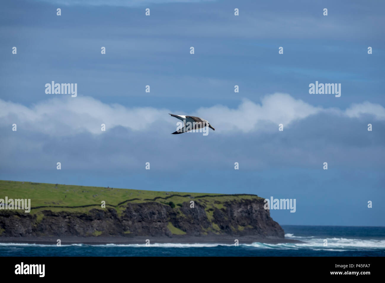 Gelb - gerochen Albatross im Flug über Tristan da Cunha, Britisches Überseegebiete, South Atlantic Ocean Stockfoto