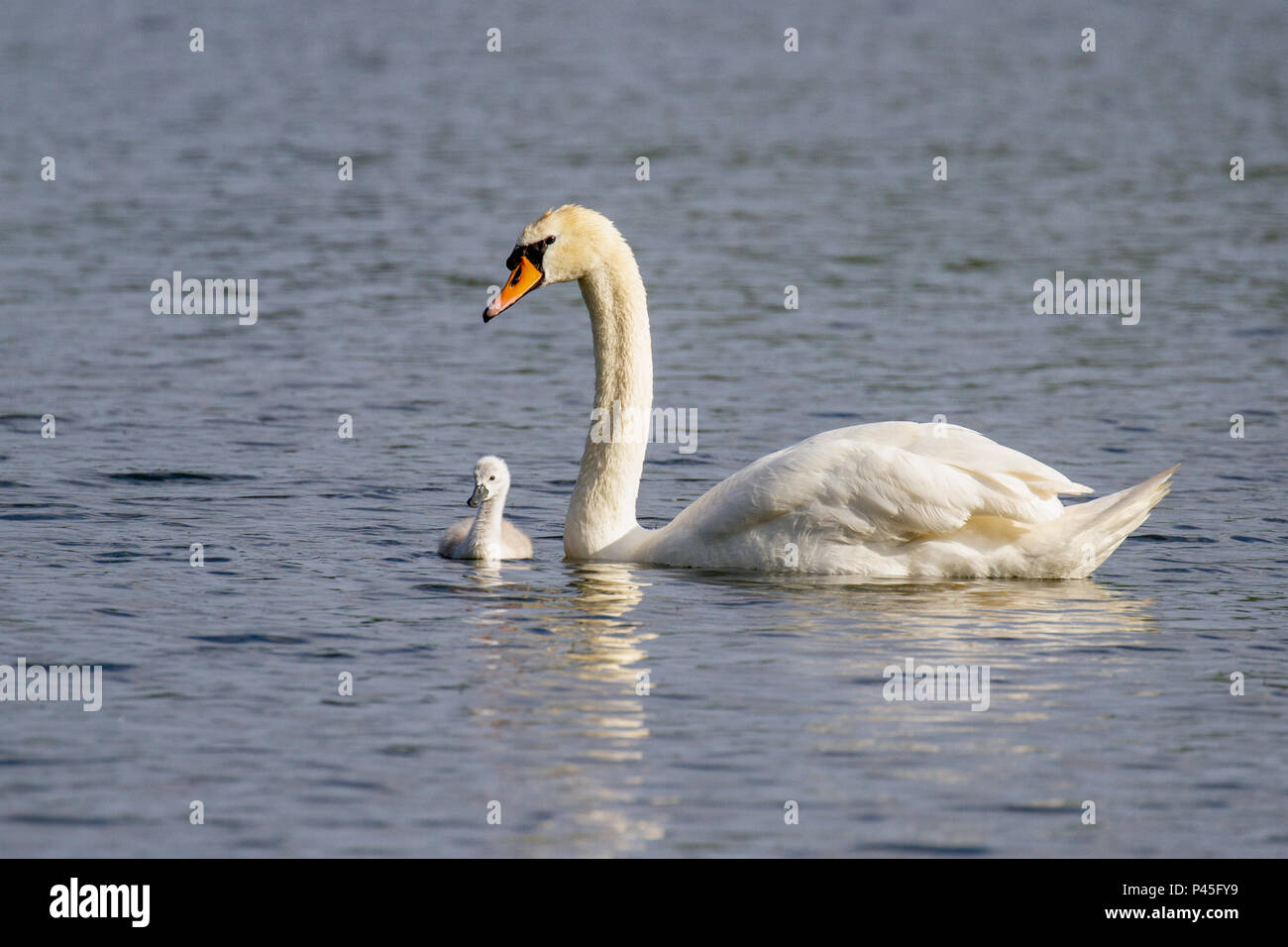 Schöne junge Mute swan Cygnet (Cygnus olor) auf dem Fluss, Marlow, Großbritannien Stockfoto