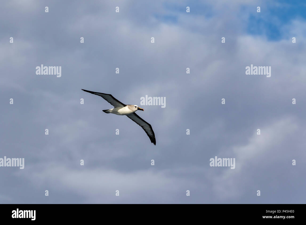 Atlantic gelb - gerochen Albatross im Flug, Tristan da Cunha Archipel Stockfoto