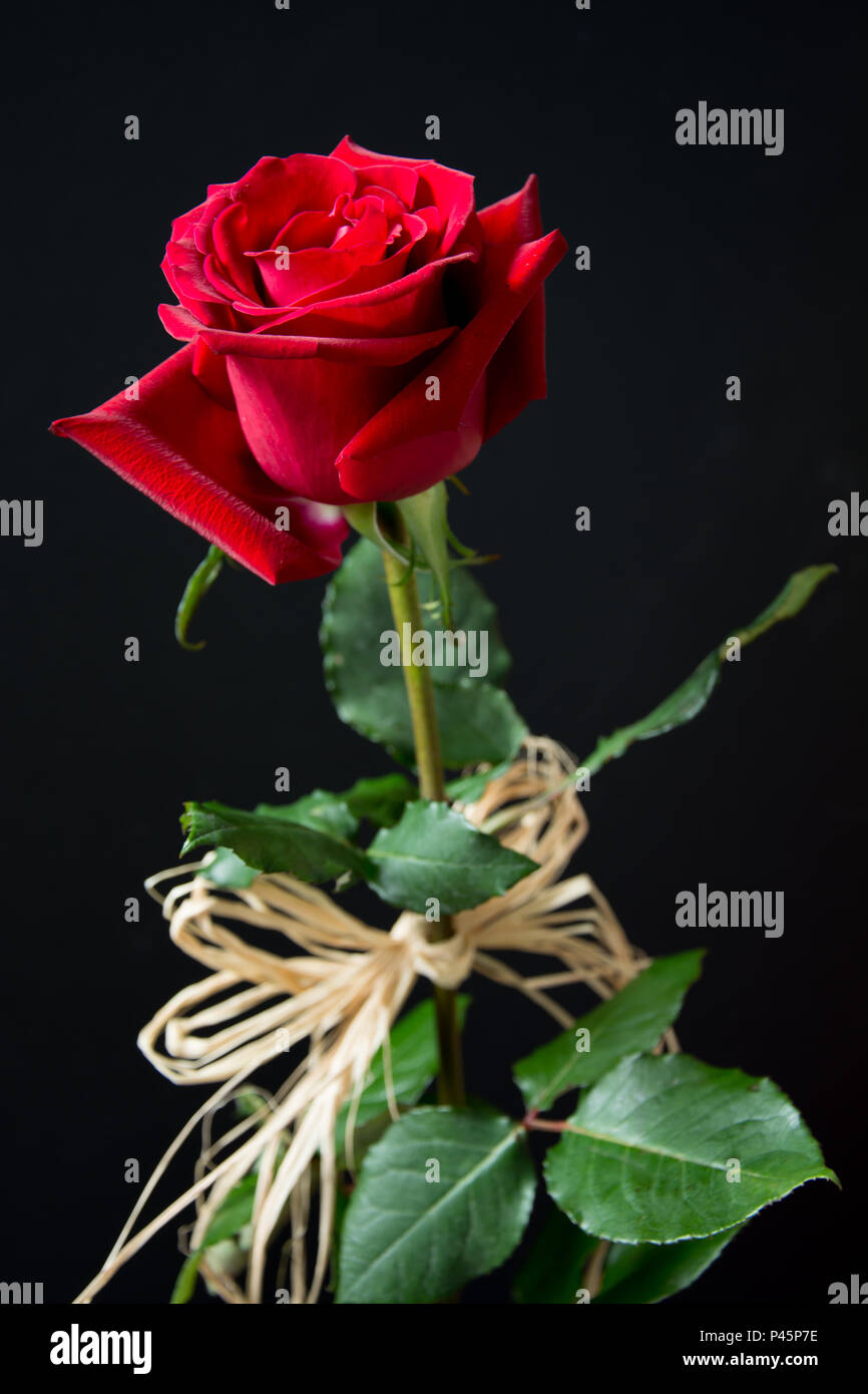 Schön, samtig rote Rose mit raphia auf schwarzem Hintergrund eingerichtet Stockfoto