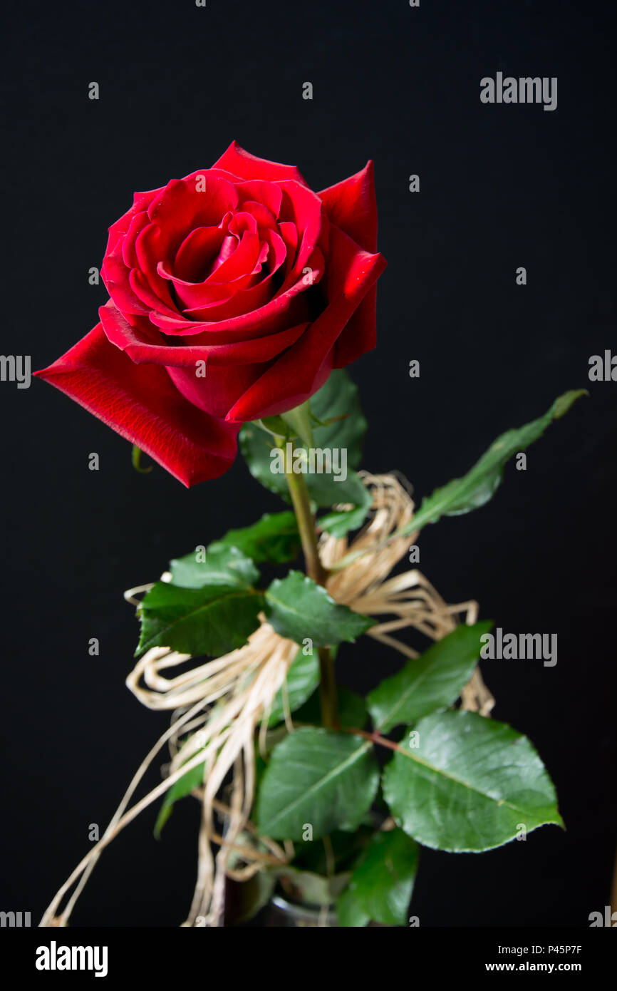 Schön, samtig rote Rose mit raphia auf schwarzem Hintergrund eingerichtet Stockfoto