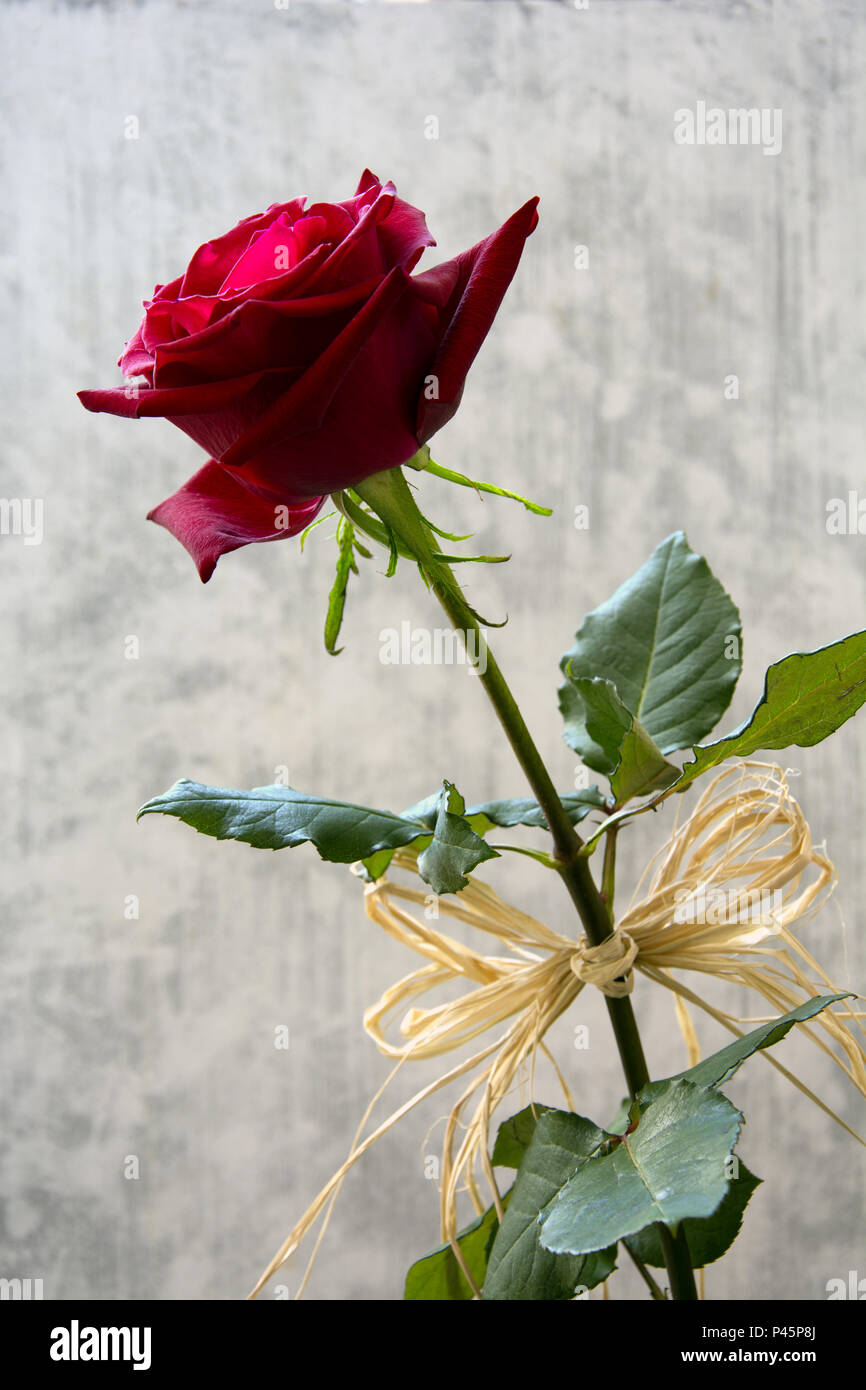 Schön, samtig rote Rose mit raphia vor weißem Hintergrund eingerichtet Stockfoto