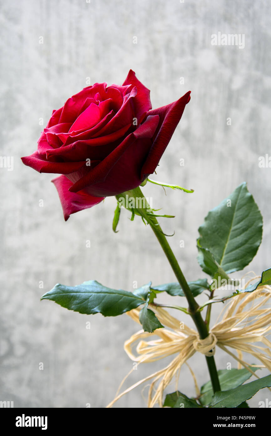 Schön, samtig rote Rose mit raphia vor weißem Hintergrund eingerichtet Stockfoto
