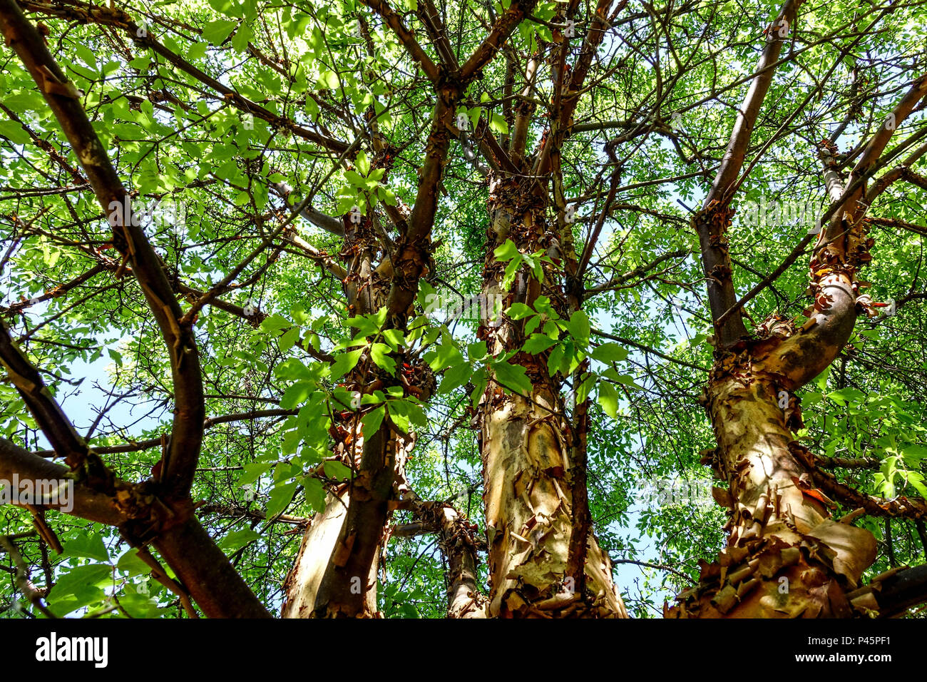 Acer griseum Baumstämme, Paperbark, Ahornholz und Stamm Stockfoto