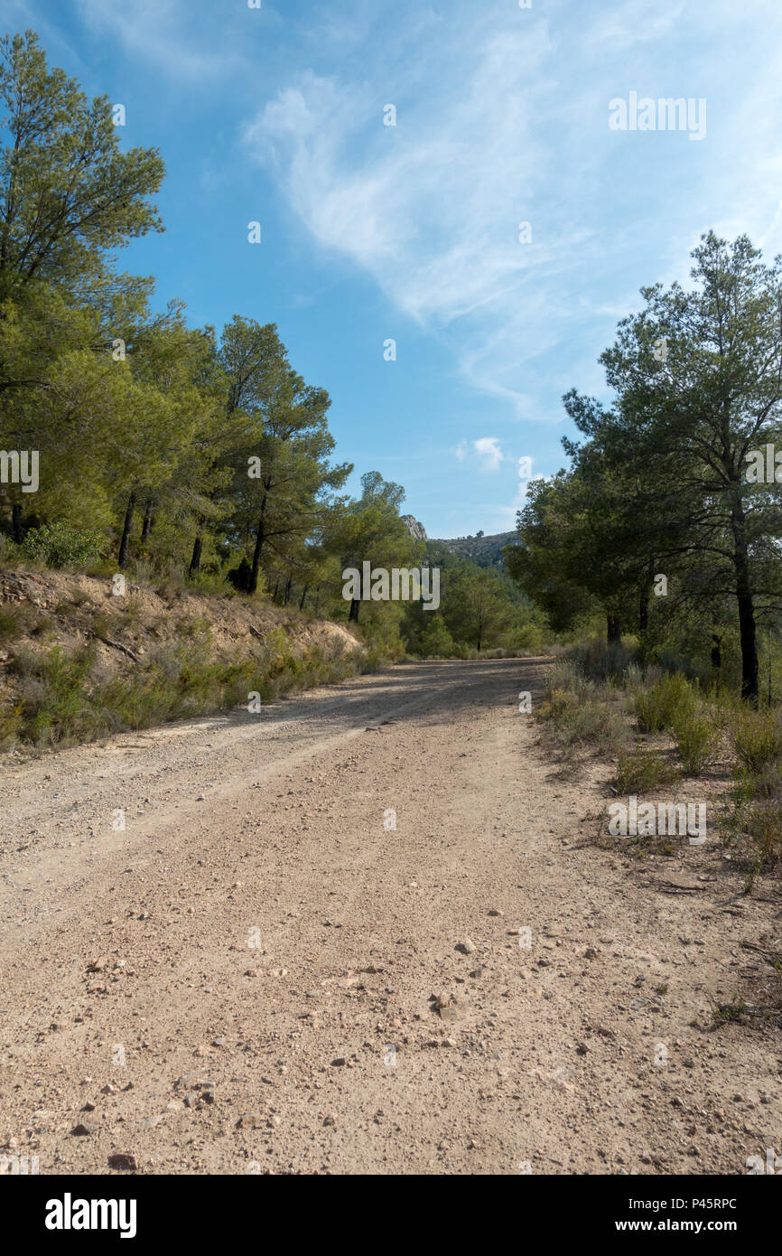 Die Wüste der Palmen unter dem blauen Himmel, Spanien Stockfoto