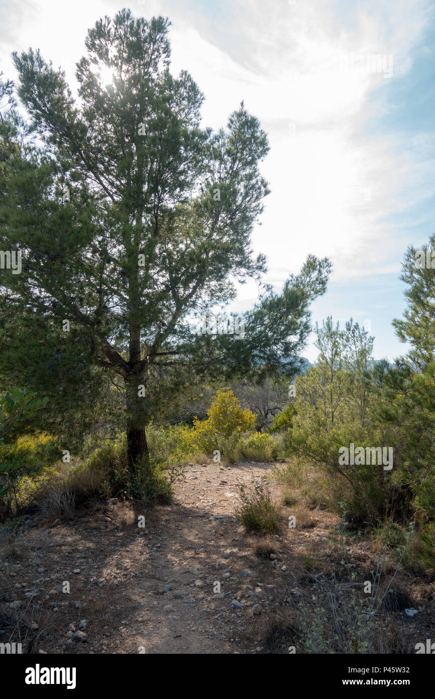 Die Wüste der Palmen unter dem blauen Himmel, Spanien Stockfoto