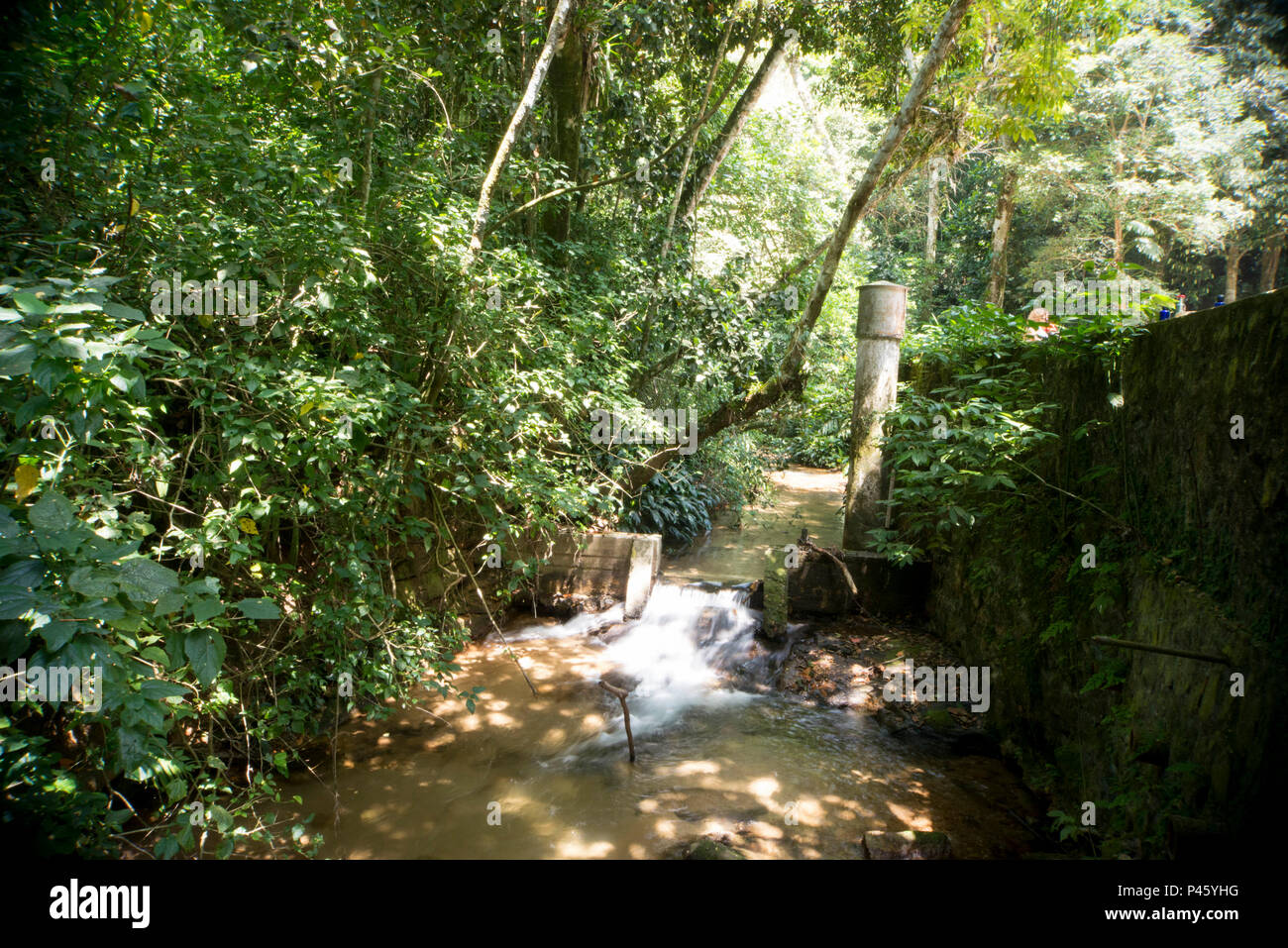 Parque Nacional da Tijuca ou Floresta da Tijuca. RIO DE JANEIRO/RJ, Brasilien 12/01/2014. (Foto: Celso Pupo/Fotoarena) Stockfoto