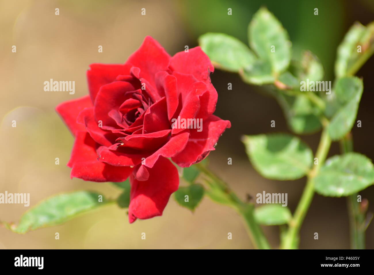 Rote Rose mit Blättern Stockfoto