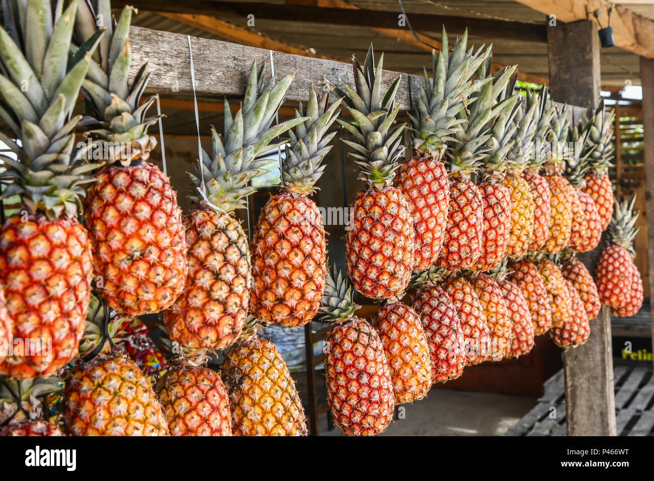 Posto de Venda de Frutas (abacaxi) a margem da BR 232 na Cidade de Recife/PE, Brasilien 05/08/2014. Foto: Carlos Ezequiel Vannoni/Agencia JCM/Fotoarena Stockfoto