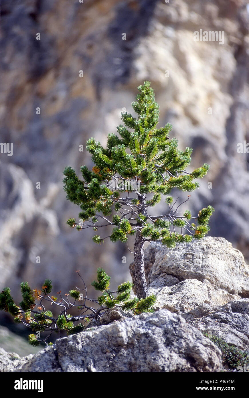 Natrliche bonsai verkmmerte Bume in die Casse Dserte in der Nhe des  Col d'Izoard im Queyras Regional Park in den Franzsischen Alpen  Stockfotografie - Alamy