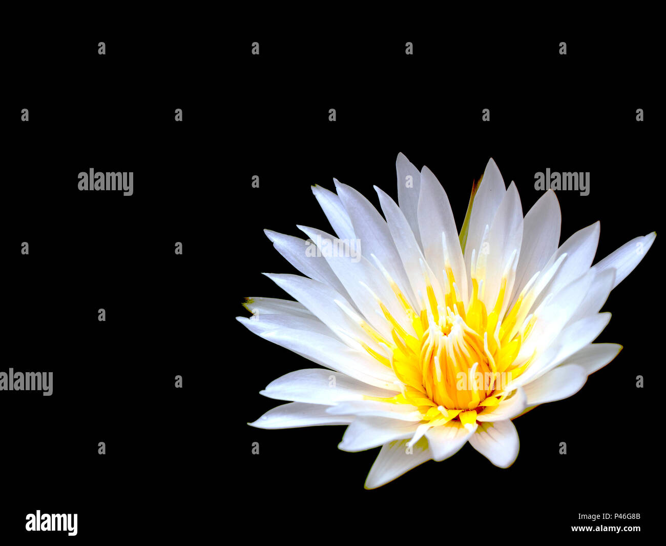Schönen weißen Lotus Flower auf schwarzem Hintergrund. Stockfoto