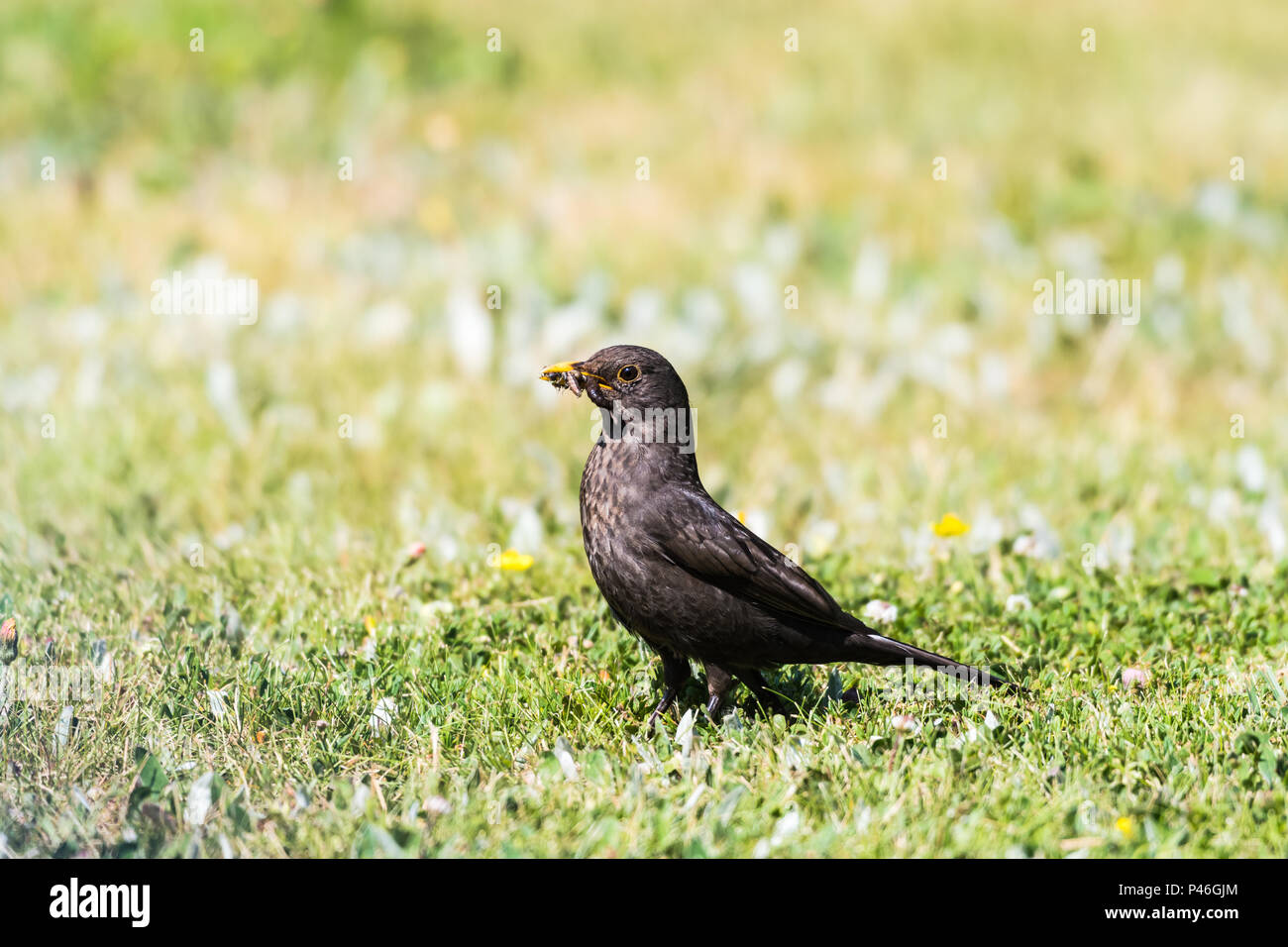 Weibliche Amsel mit Nahrungsmitteln in ihrem Schnabel auf einen hellen grünen Rasen Stockfoto