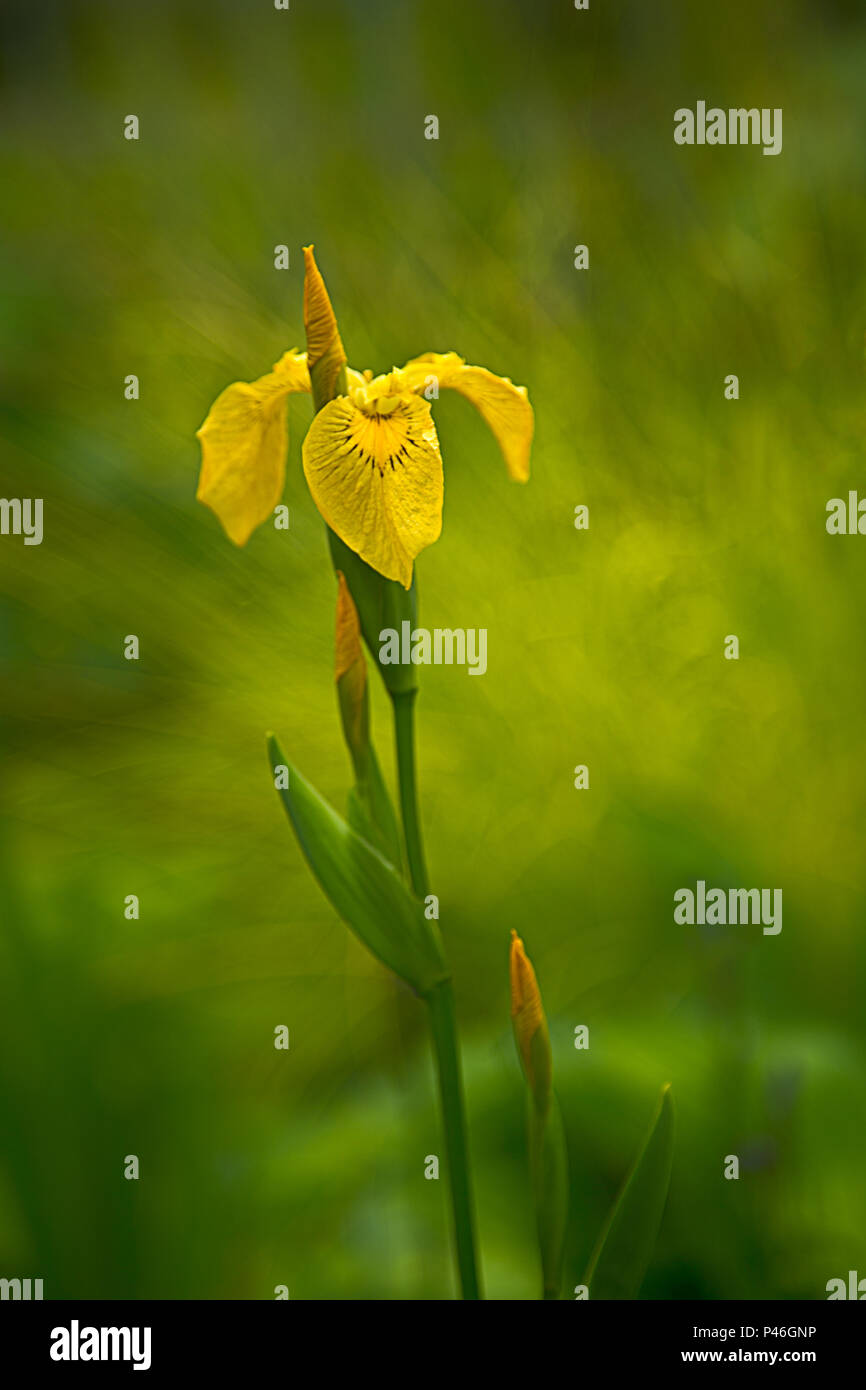 Gelbe Flagge Iris Stockfoto