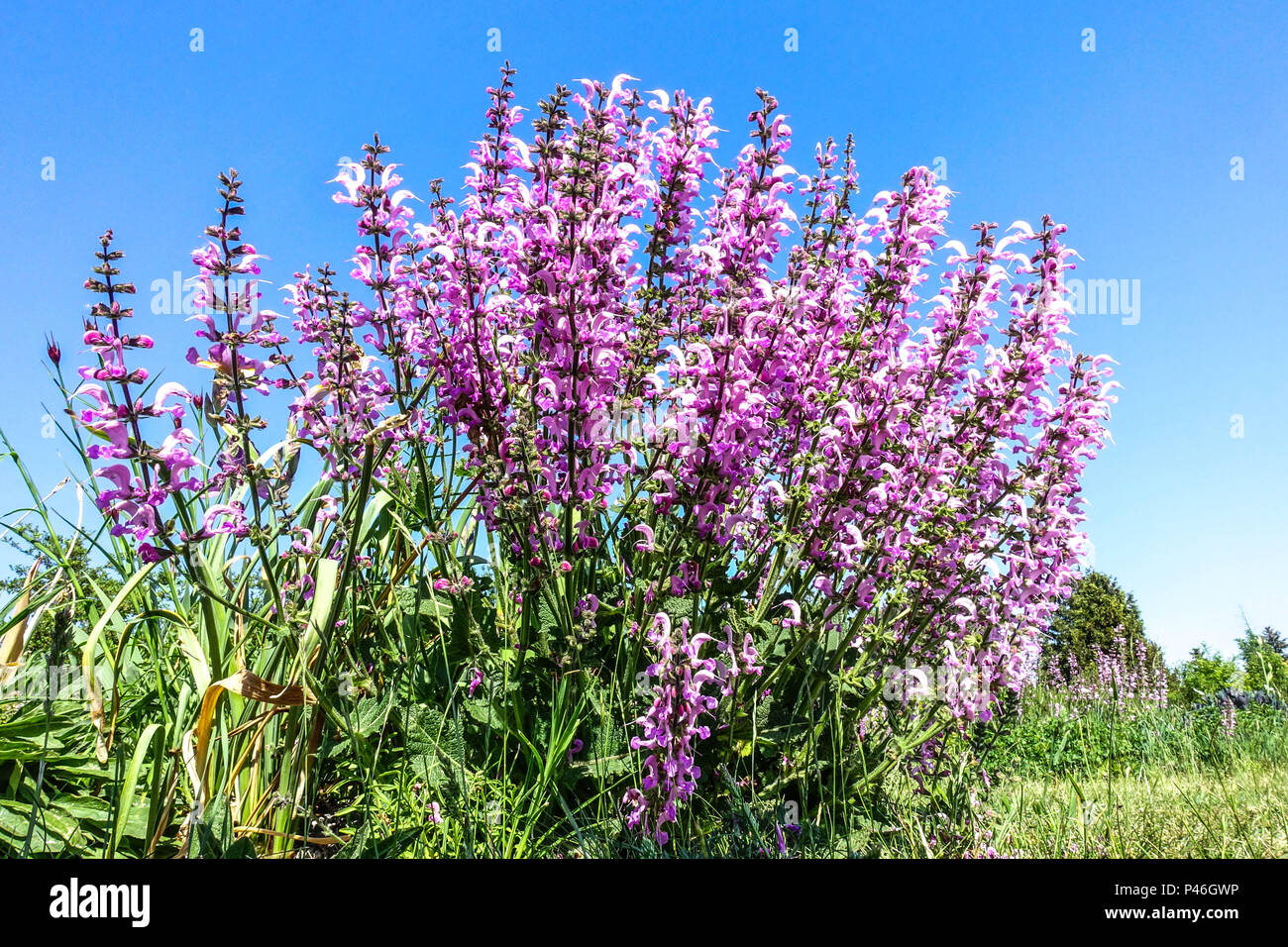 Hardy Salvia pratensis 'Pink Delight', Perennial Meadow Clary Flowers Stockfoto