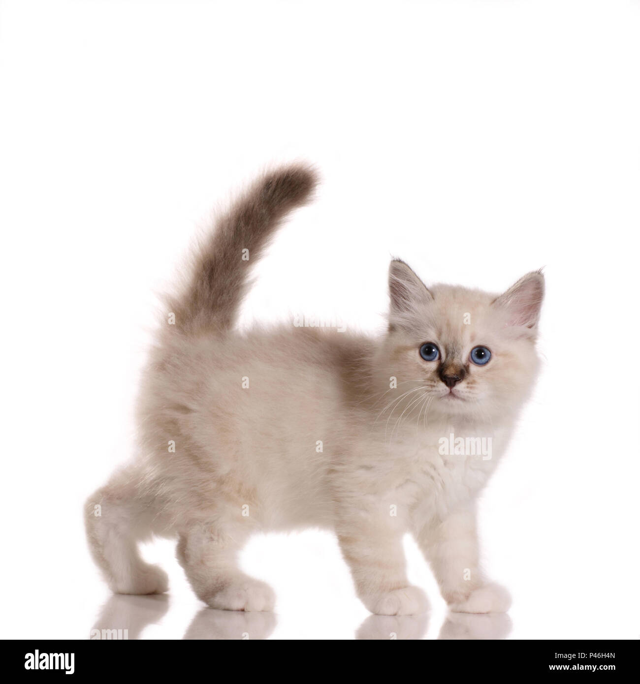 Birman kitten, Tabby Point, 7 Wochen alt Stockfoto