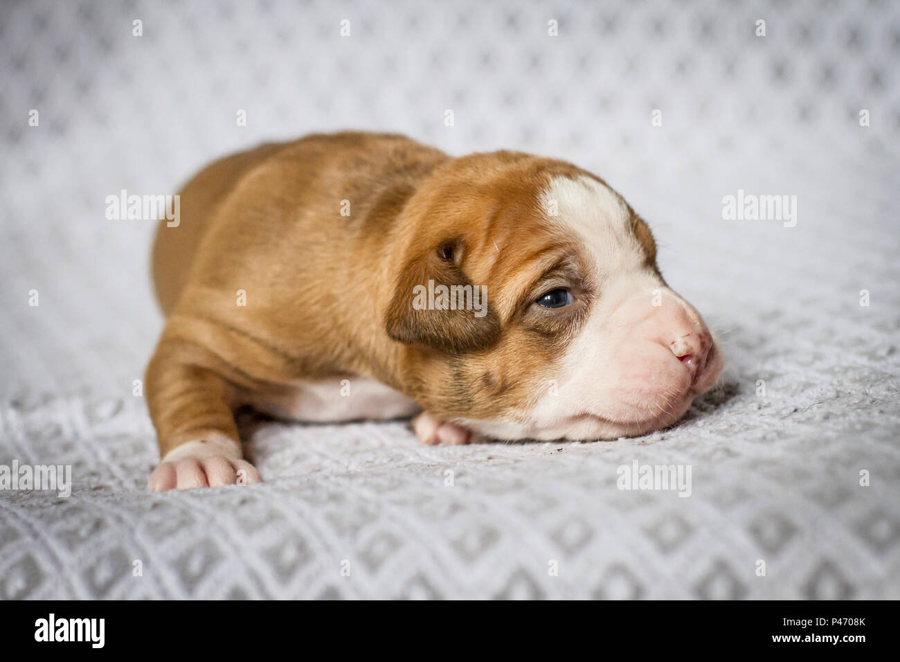 2 Wochen alter Bulldog-Welpe Stockfoto