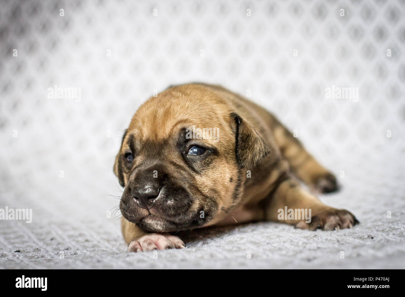2 Wochen alter Bulldog-Welpe Stockfoto