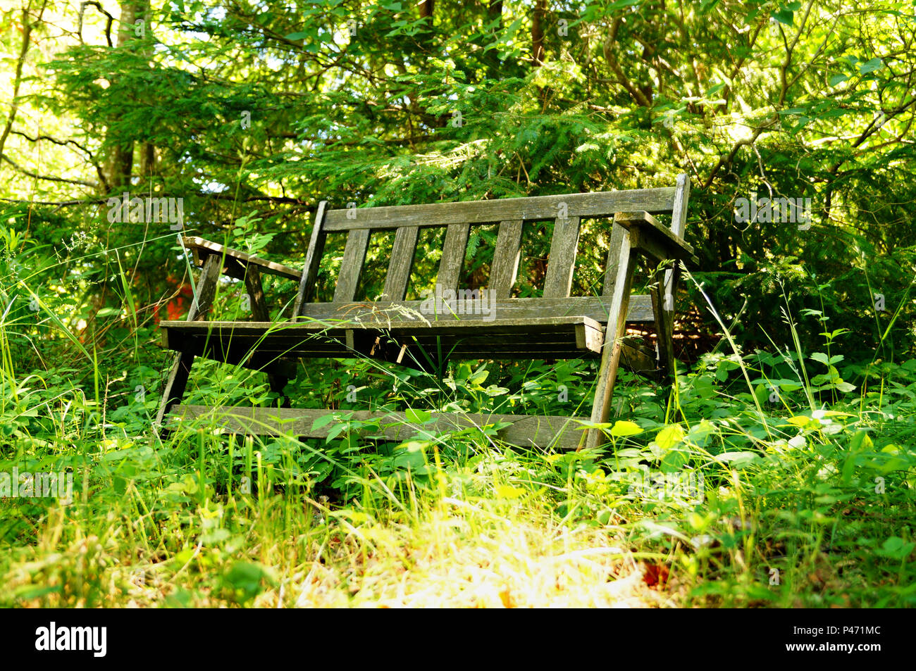 Alte Bank im Wald Stockfoto