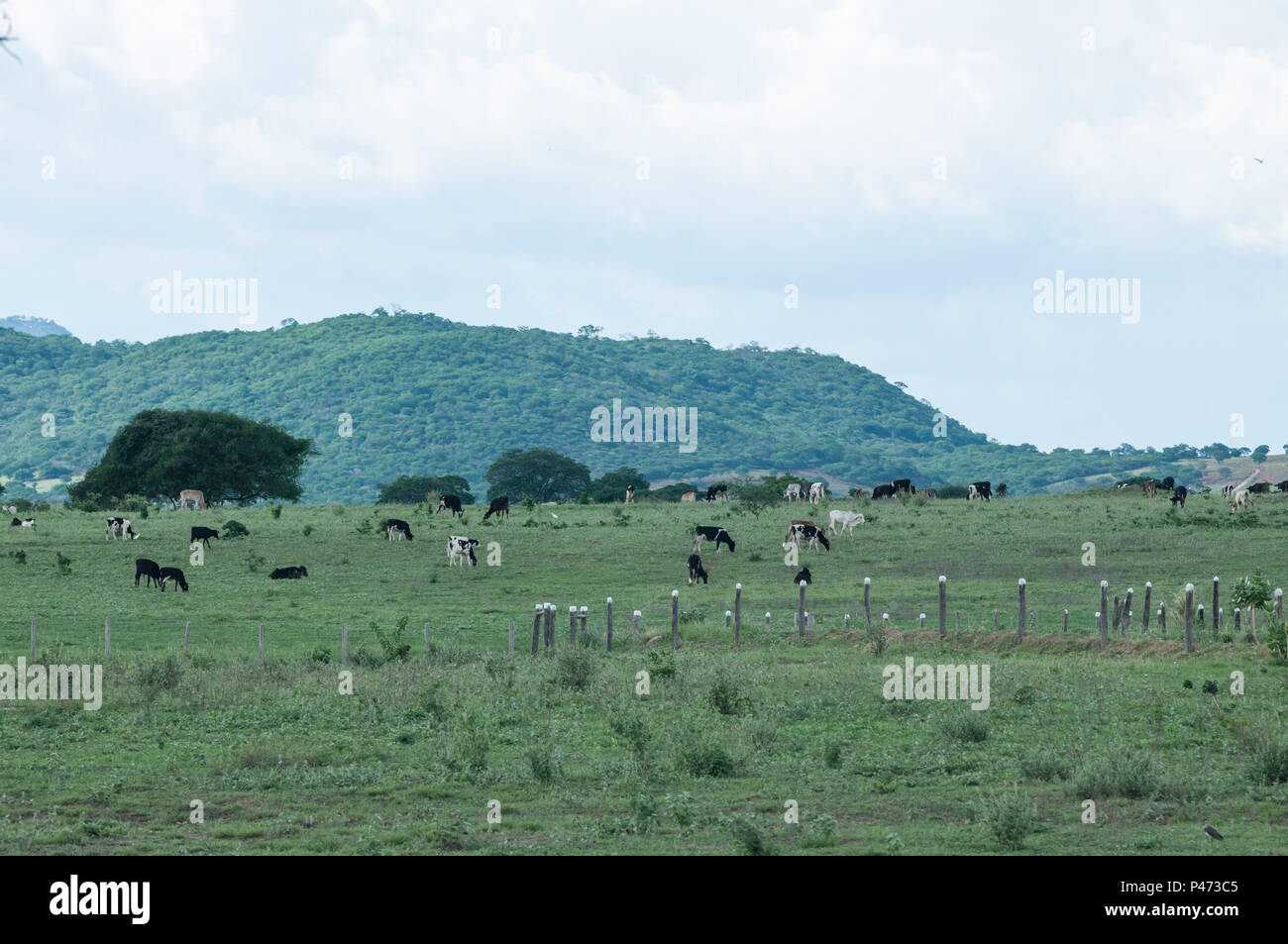 GUANAMBI, BAHIA - 20/12/2014: E PAISSAGENS LOCAIS DO MUNICÍPIO DE GUANAMBI - PAISAGEM. (Foto: mourão Panda/Fotoarena) Stockfoto