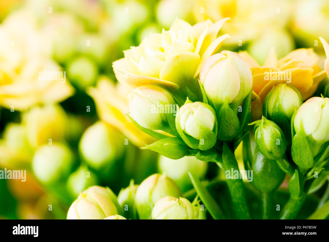 Kalanchoe blossfeldiana gelbe Blüten Nahaufnahme Stockfoto
