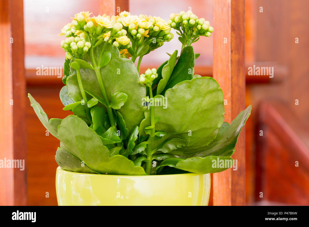 Nervenkitzel kalanchoe blossfeldiana Fotos und Bildmaterial in hoher Auflösung Alamy