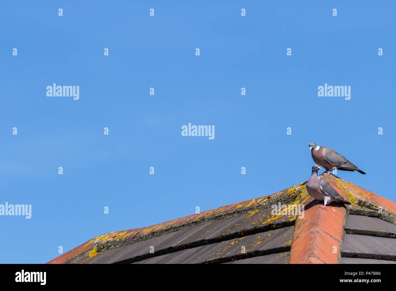 Zwei Holz Tauben, Columba polumbus. auf einem Dach, Dorset, Großbritannien Stockfoto