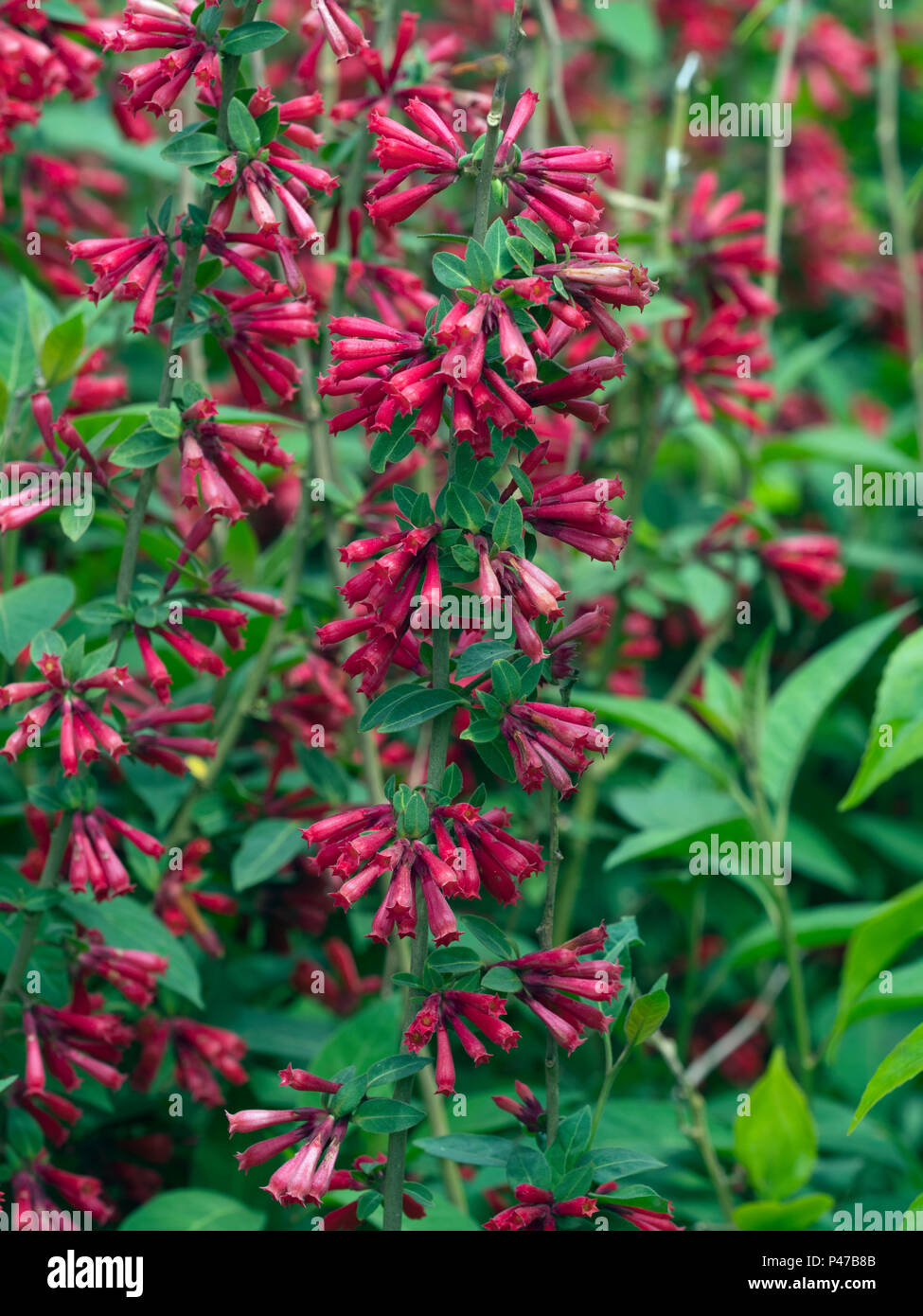 Cestrum 'Newellii' oder Jasmin 'Newellii' Stockfoto