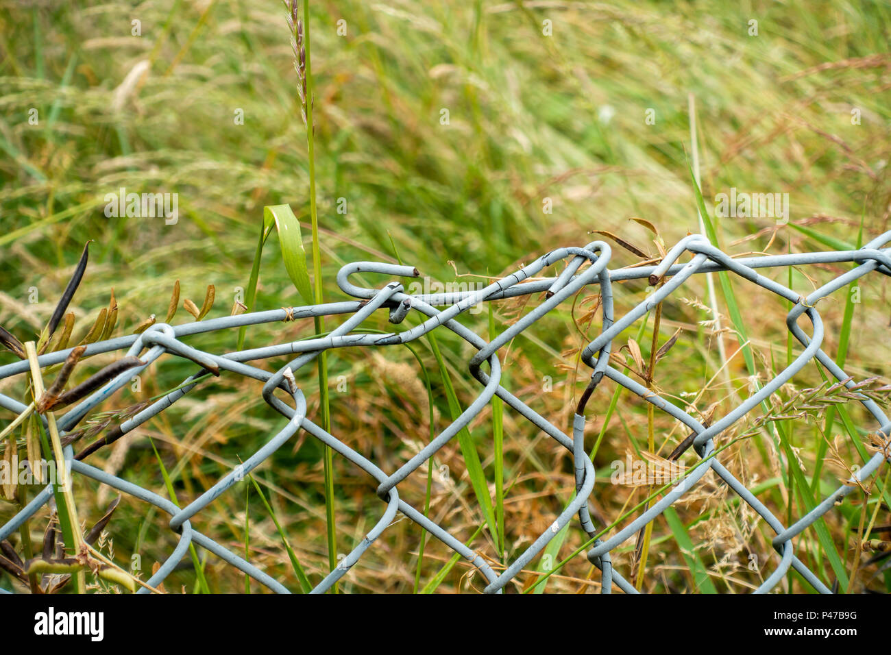 Kabel Maschendrahtzaun Nahaufnahme mit Gras, Dorset, Großbritannien Stockfoto