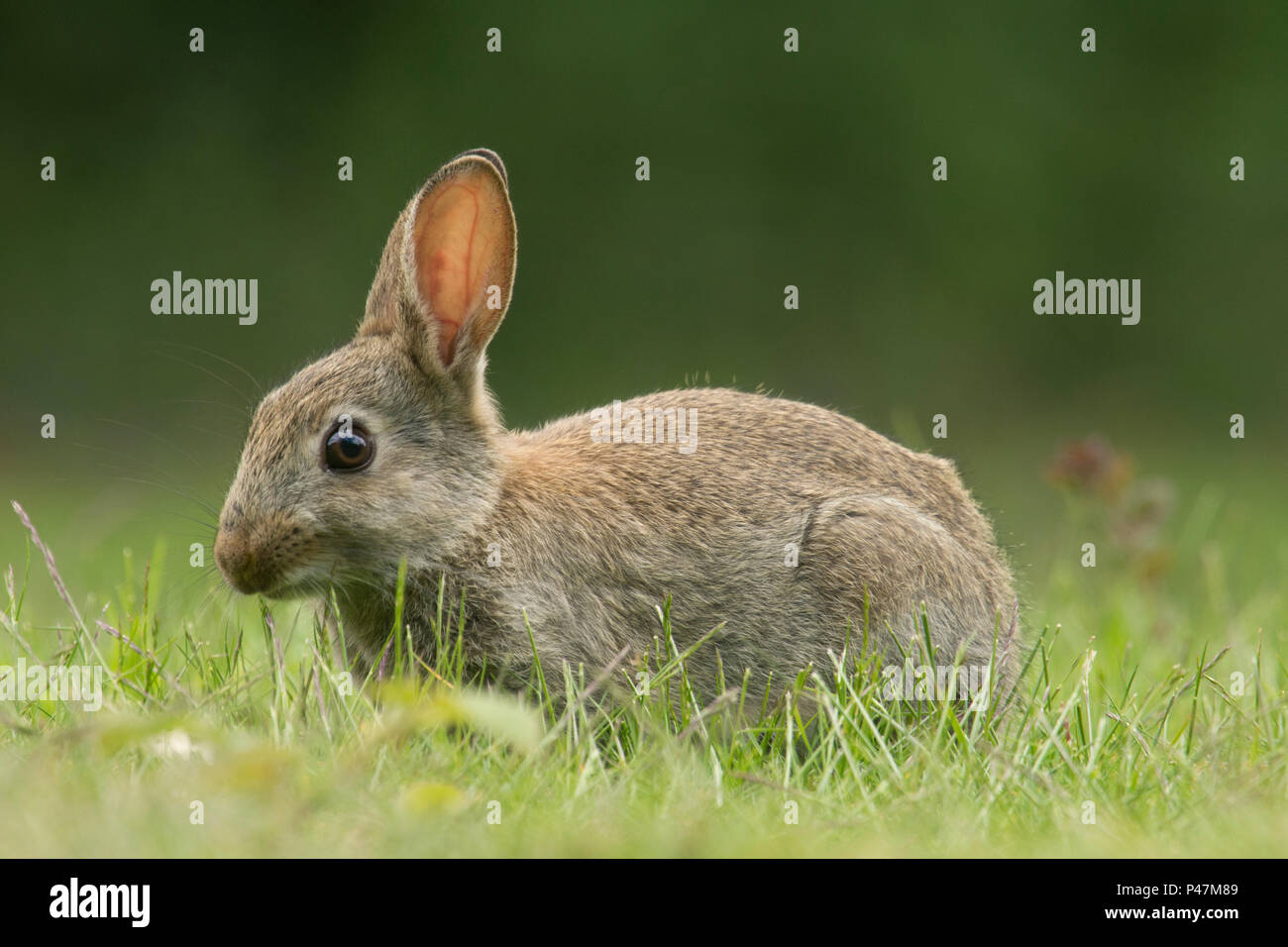 Europäische Kaninchen, Oryctolagus cuniculus, junge Kaninchen füttern im Gras, Mai, Norfolk, Großbritannien, Stockfoto