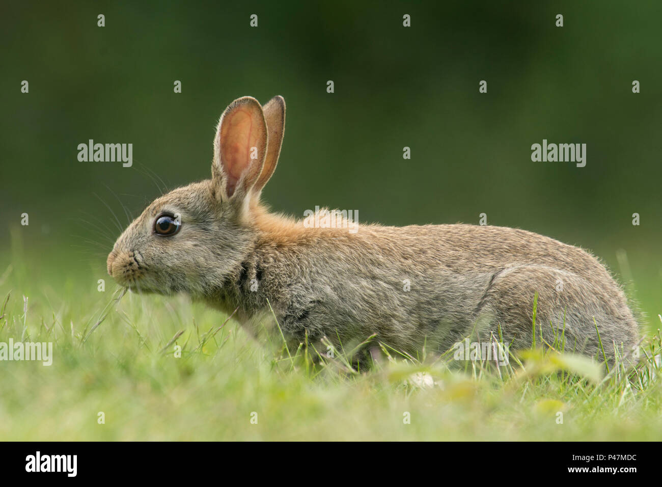 Europäische Kaninchen, Oryctolagus cuniculus, junge Kaninchen füttern im Gras, Mai, Norfolk, Großbritannien, Stockfoto