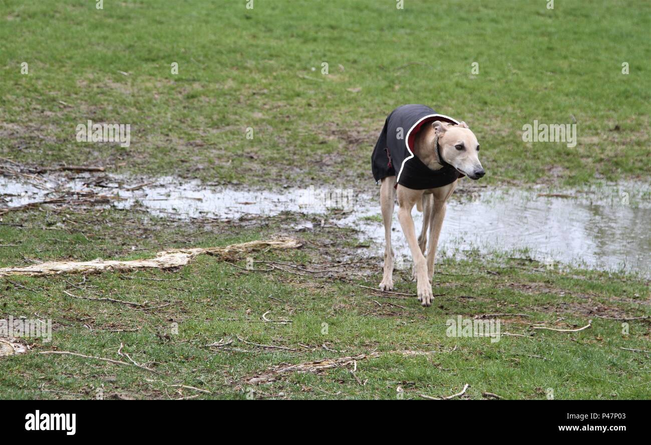 Whippet Hund oder Greyhound gekleidet in eine dauerhafte wasserdichte Kleidung an einem regnerischen kalten Tag Stockfoto