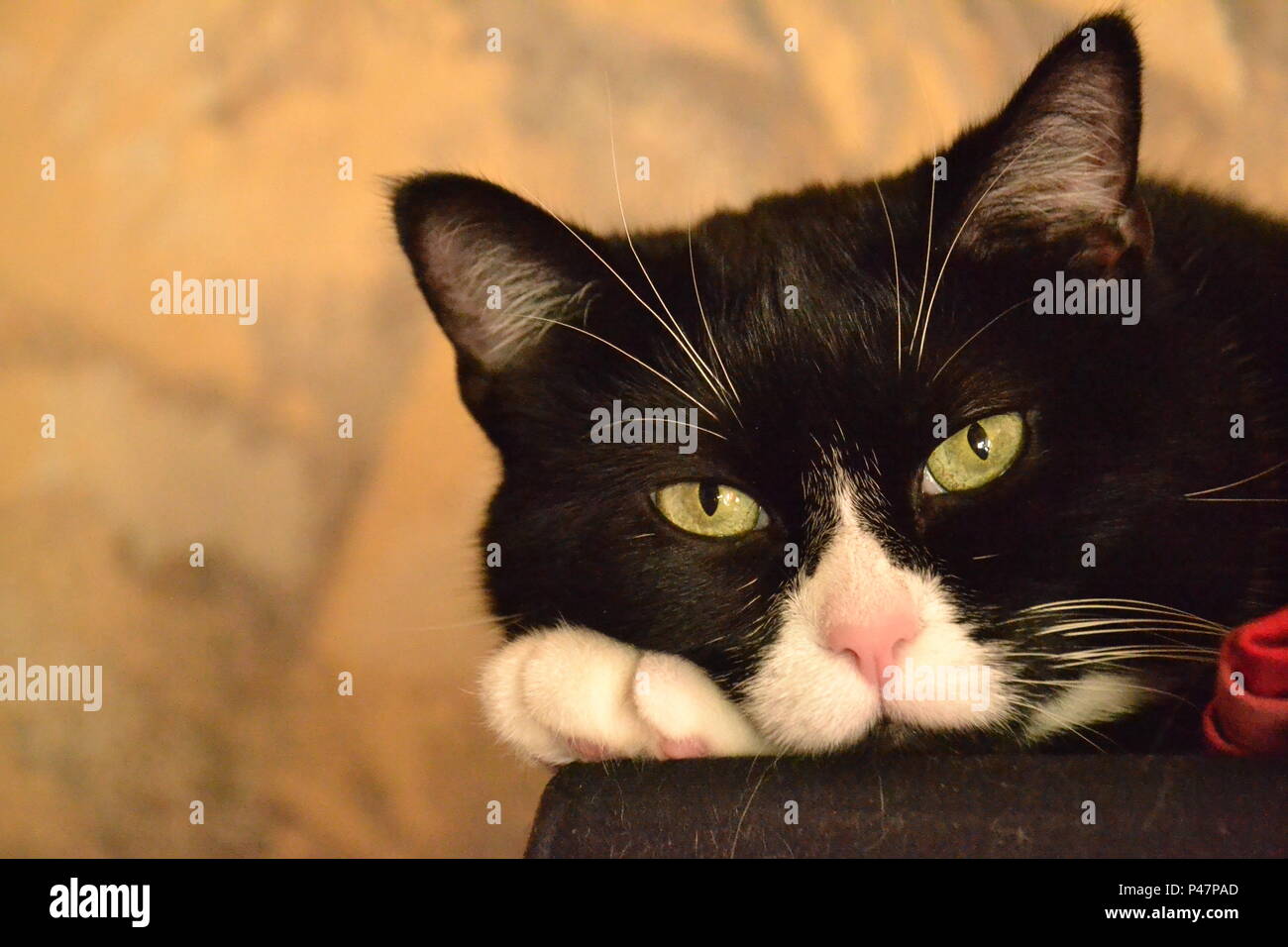 Schönen anderen Ausdruck von cat Stockfoto